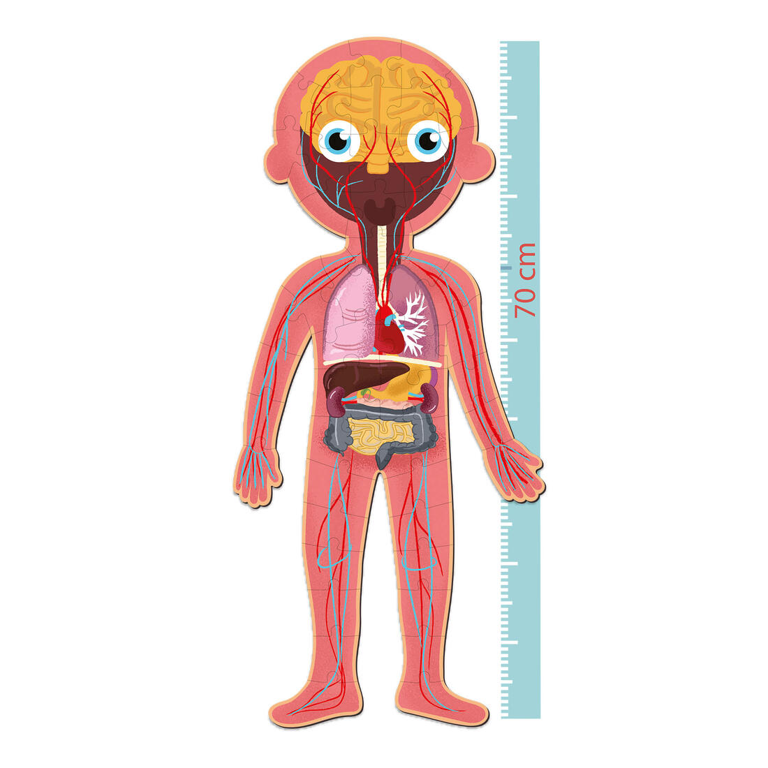 Educatieve puzzel het menselijk lichaam 5+ 5 x 48 stuks Educatieve puzzel het menselijk lichaam 5+ 5 x 48 stuks