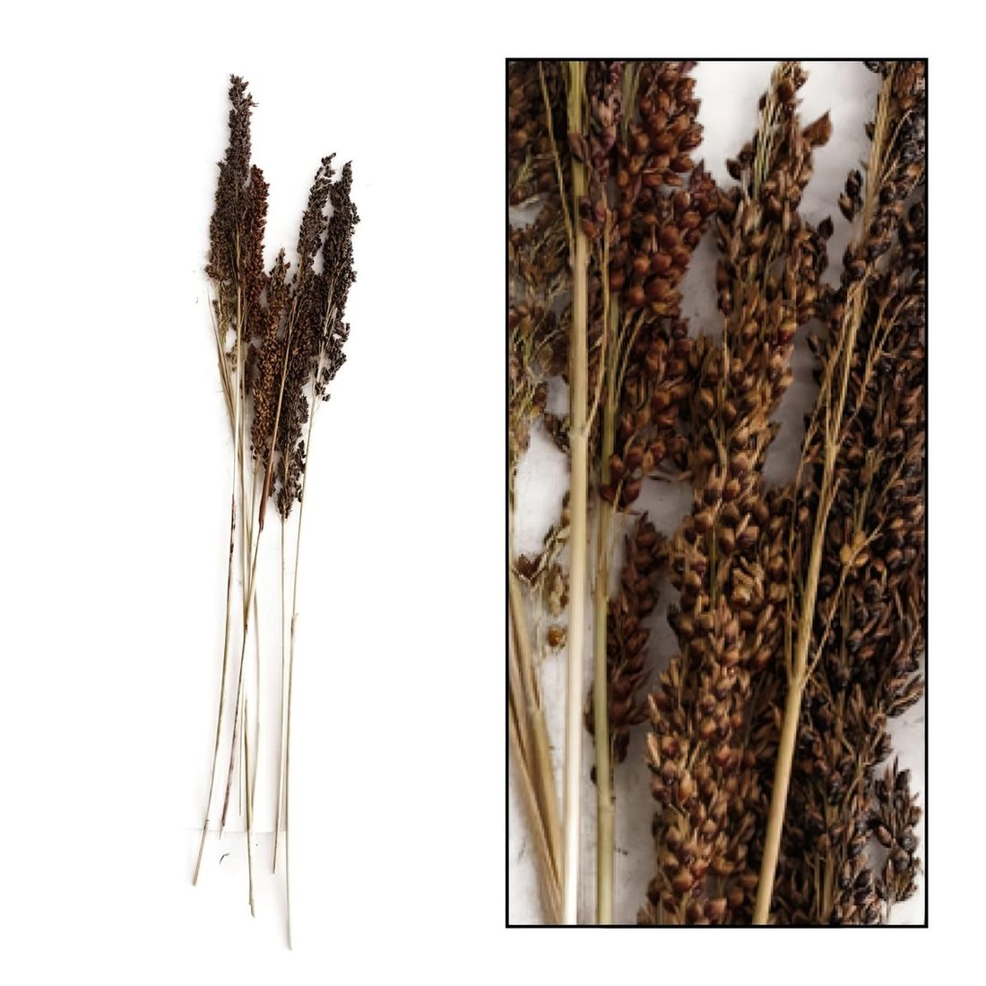 Droogbloem Panicum 65 cm 8 stuks