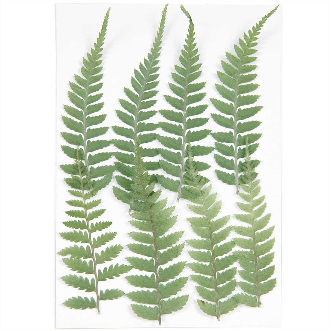 Geperste planten kleine varens