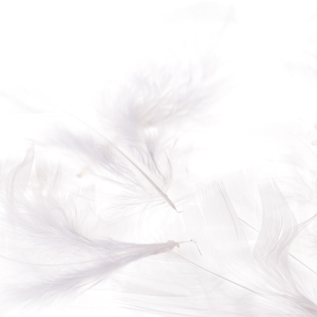 Pluim turckey 5 à 10 cm ca. 80 stuks