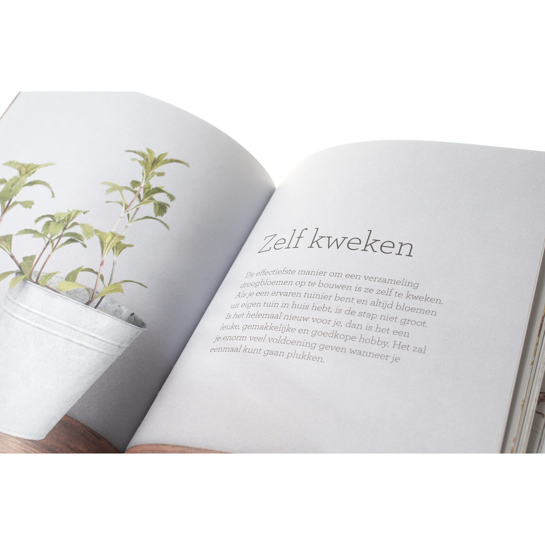 Bloemen drogen & droogbloemen Bloemen drogen & droogbloemen