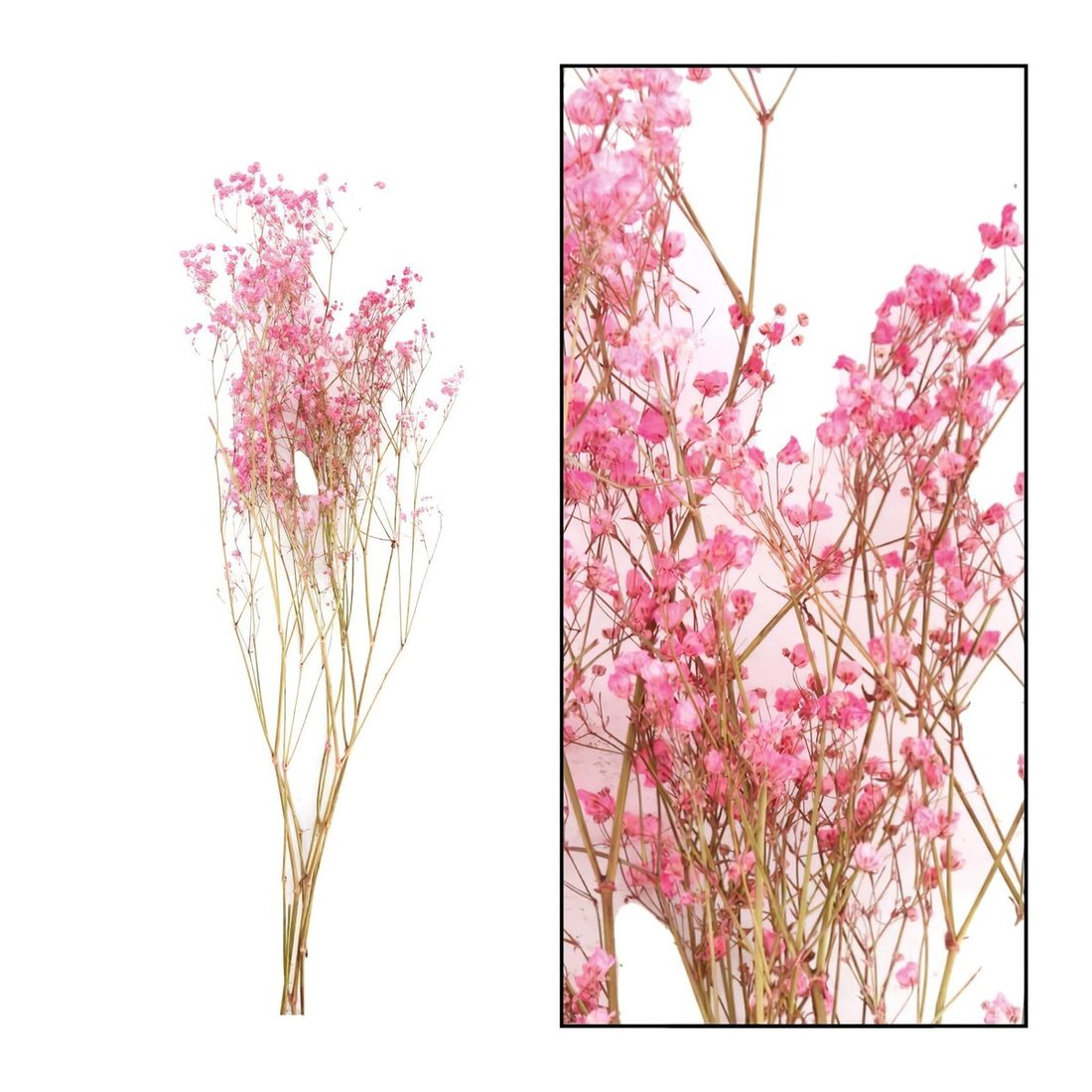 Droogbloem Gypsophila