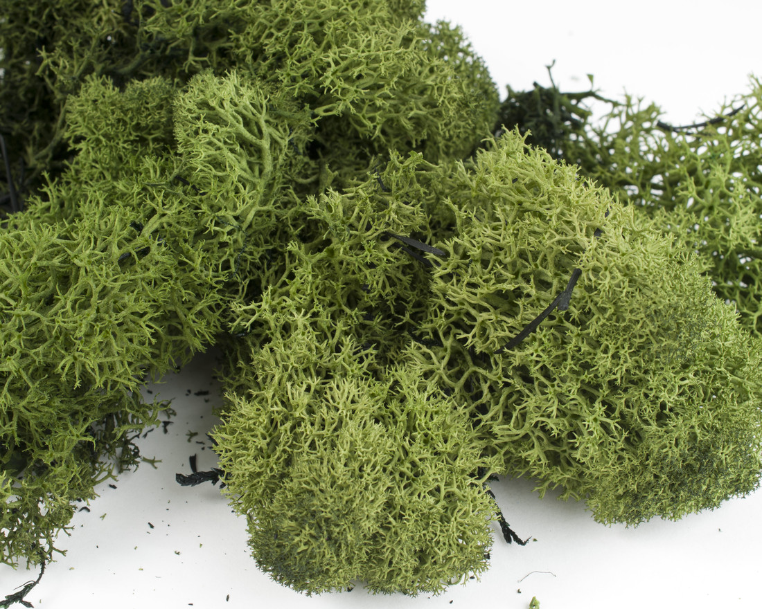 IJslandmos 100 g natuur