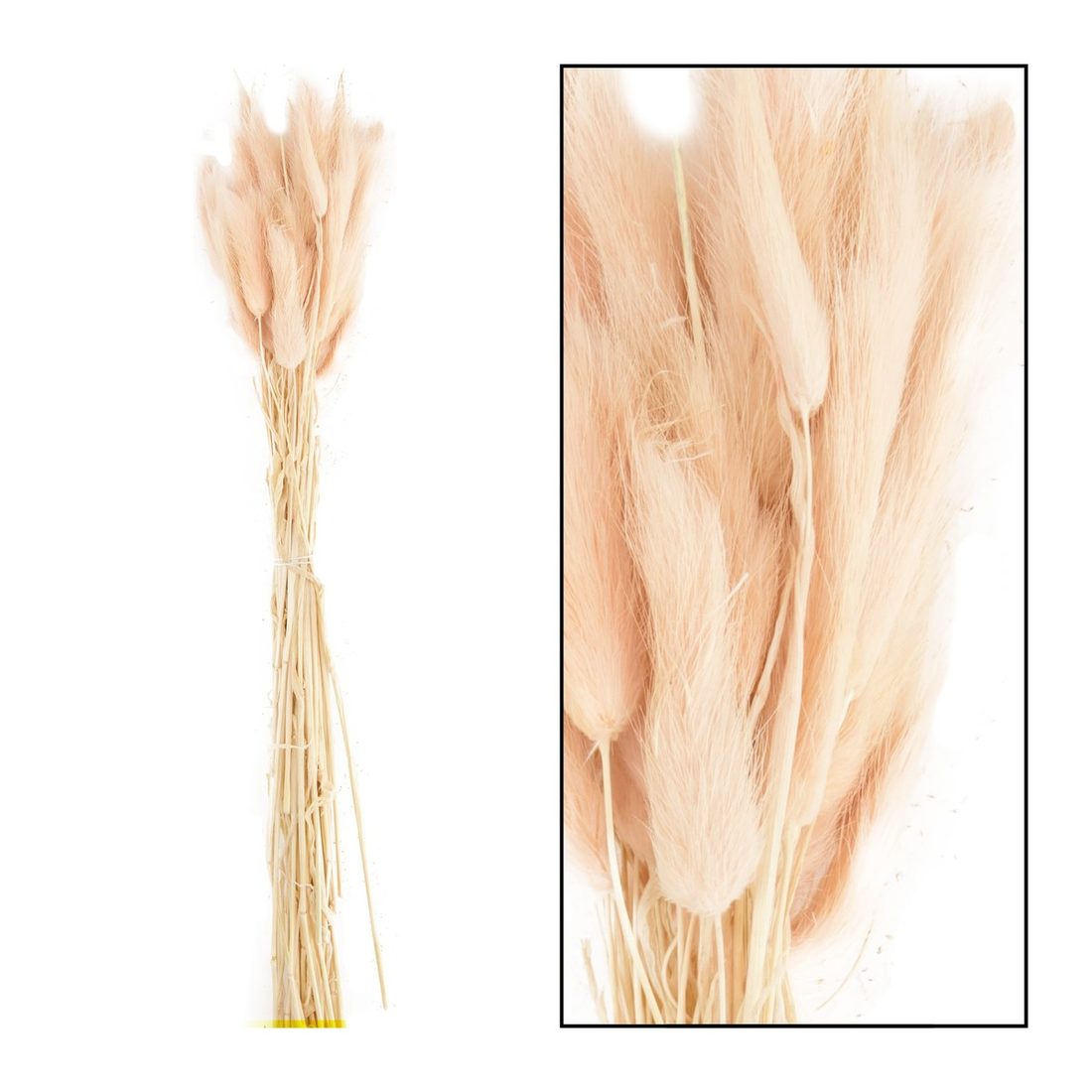 Droogbloem Lagurus 45-50 cm 35 stuks