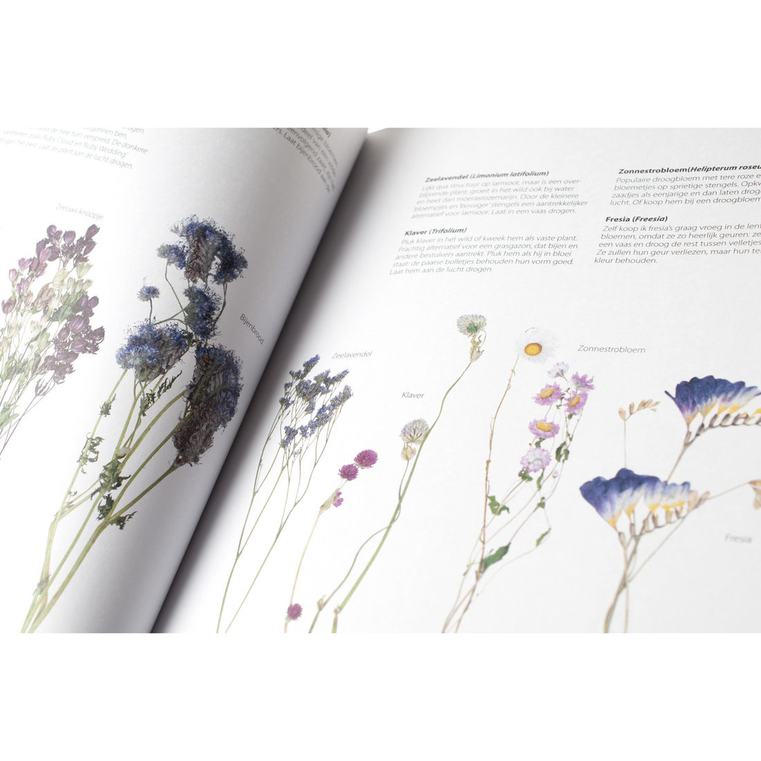 Bloemen drogen & droogbloemen Bloemen drogen & droogbloemen