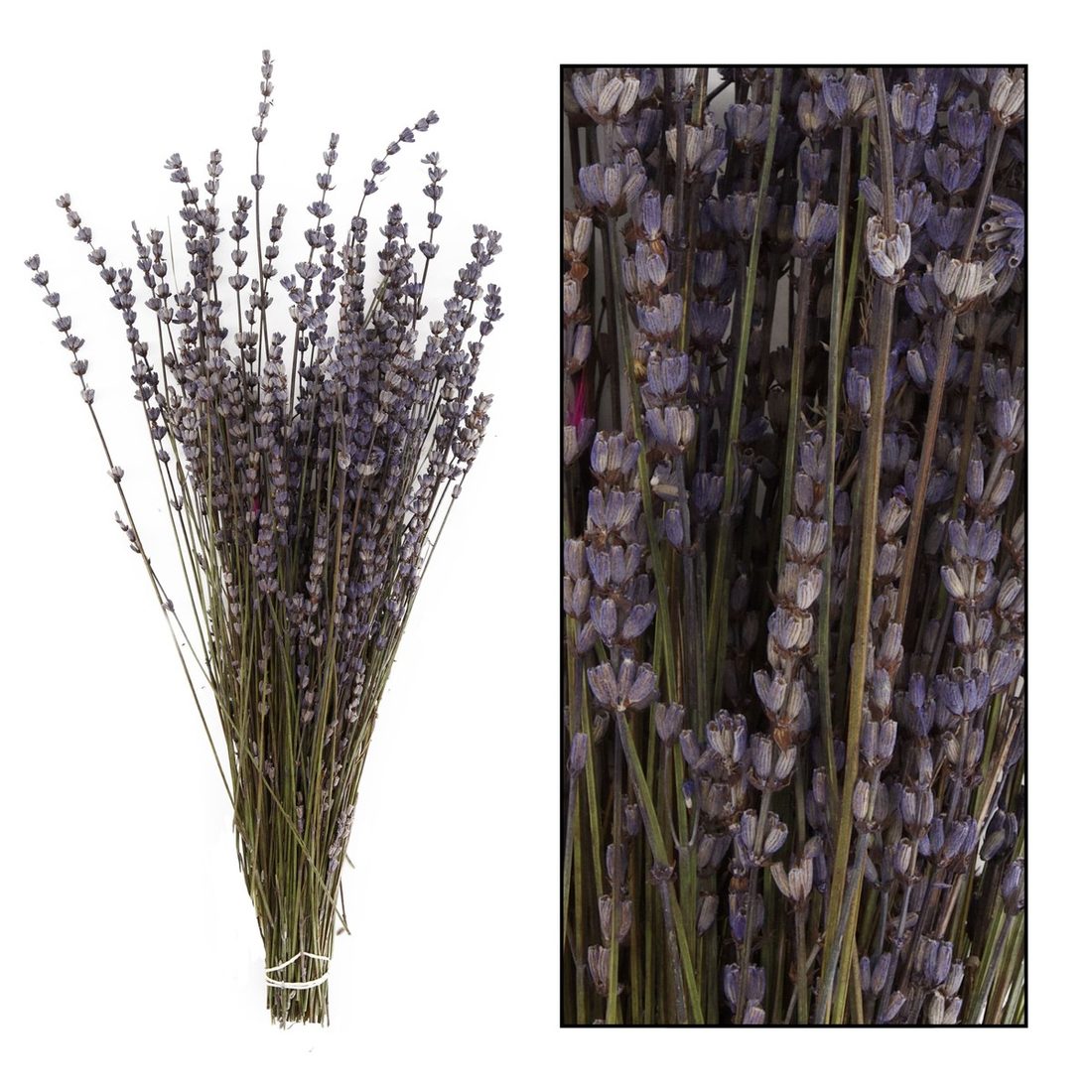 Droogbloem Lavendel