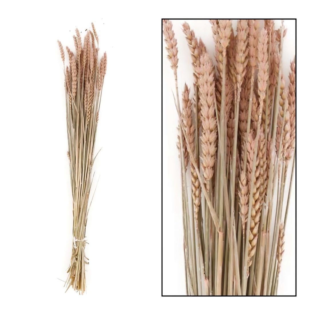 Droogbloem triticum nature 70 x 10 x 5 cm