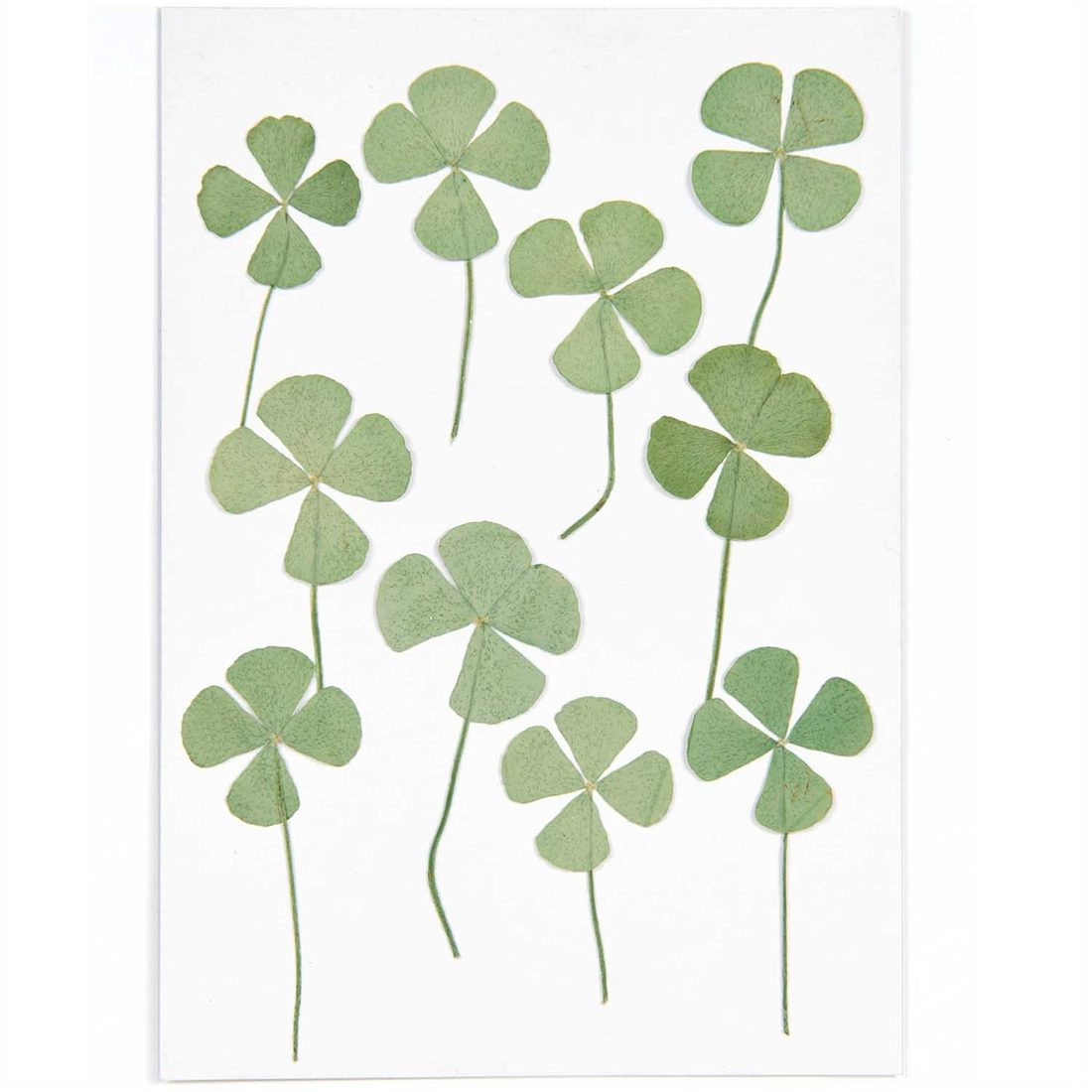 Geperste planten klavertjes Geperste planten klavertjes