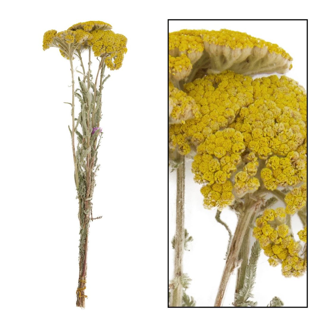 Droogbloem Achillea wild