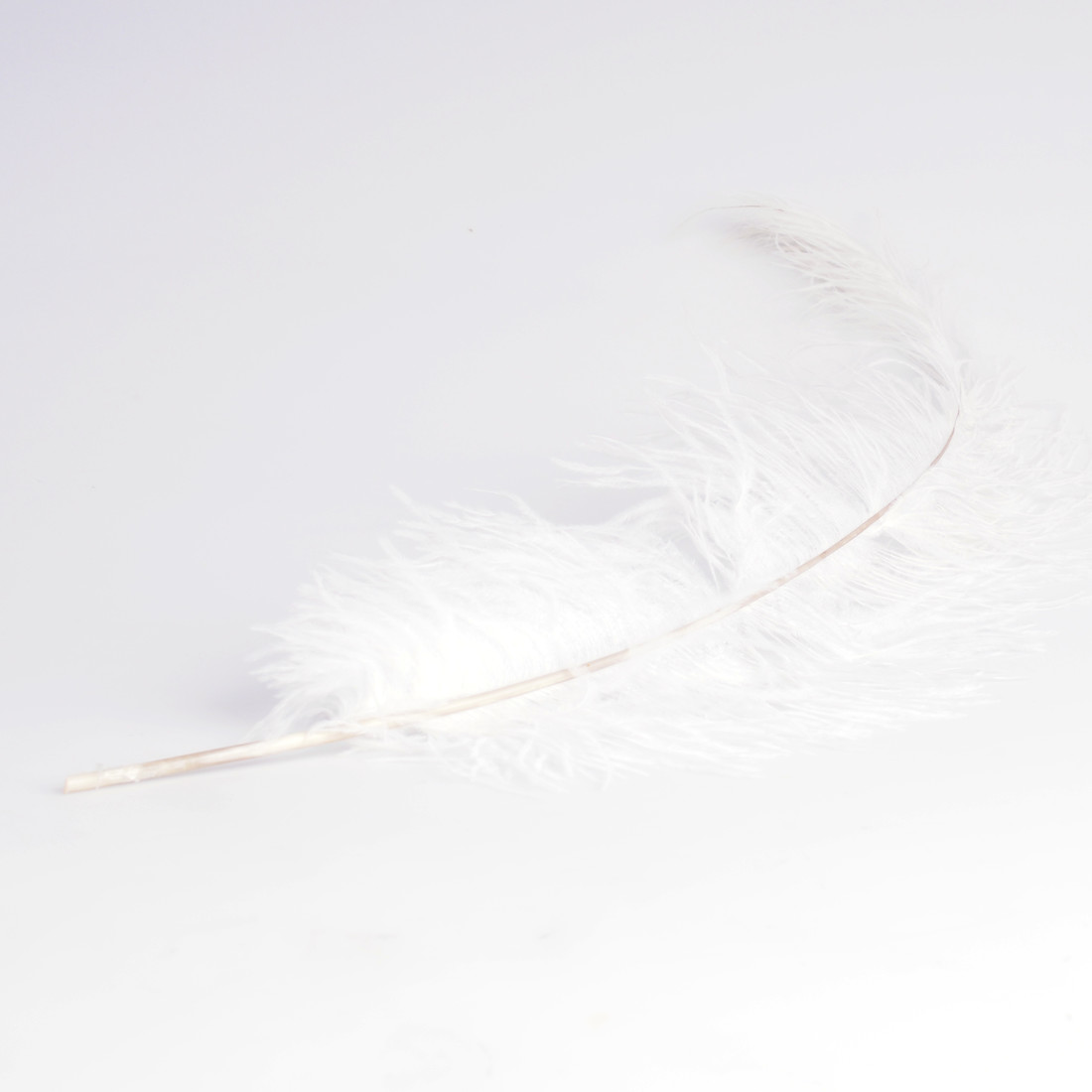 Krea Feathers pluim struisvogel 60 cm Krea Feathers pluim struisvogel 60 cm