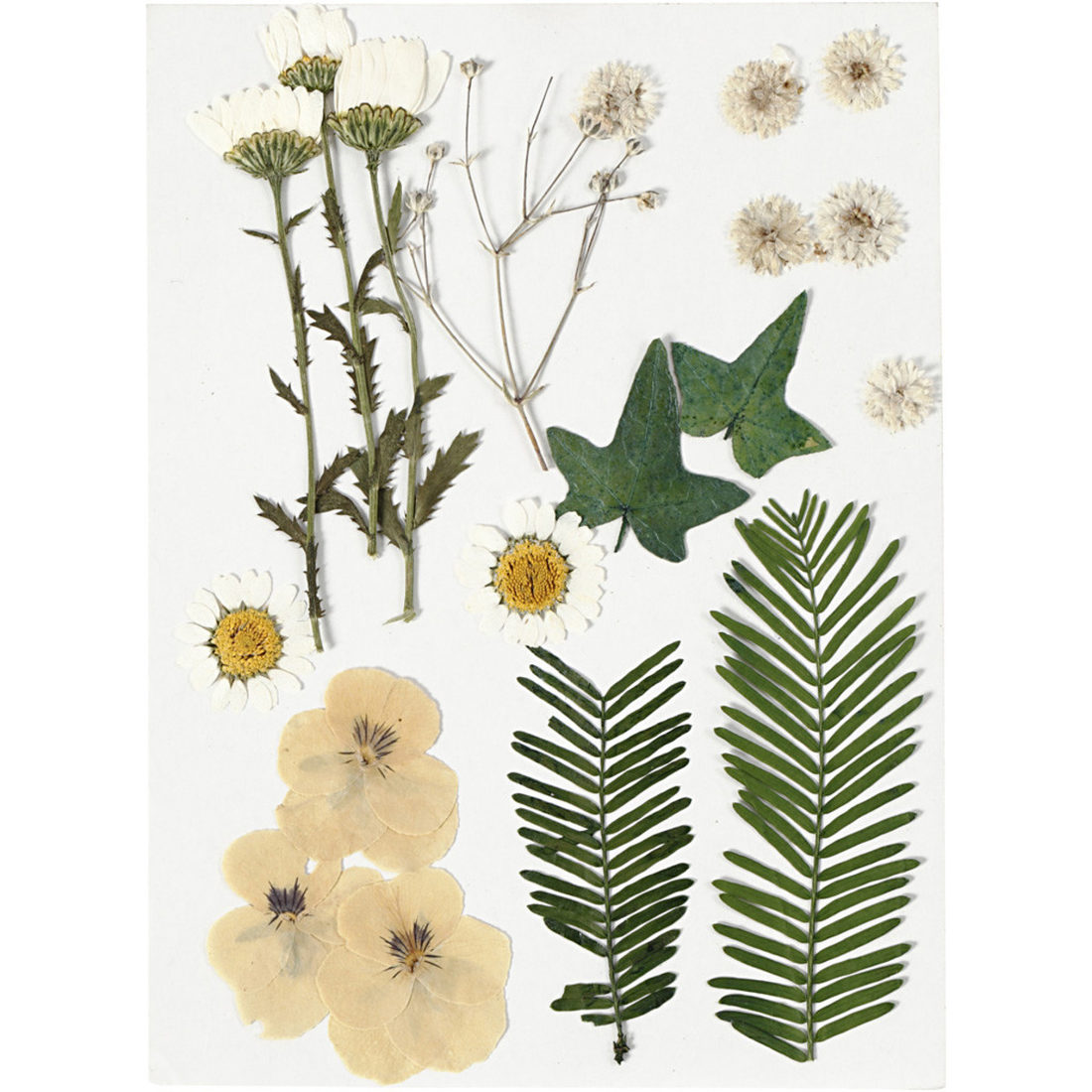 Geperste Bloemen - Amana Edulis (3 stuks Geperste Bloemen - Amana Edulis (3 stuks