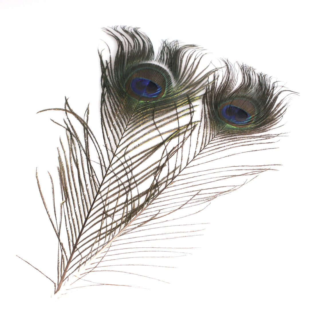 Krea Feathers pluim pauw 25-30 cm 2 stuks