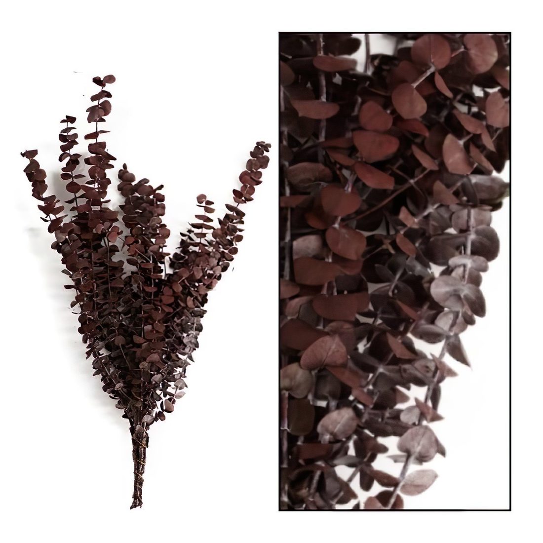 Droogbloem Eucalyptus natuur Droogbloem Eucalyptus natuur