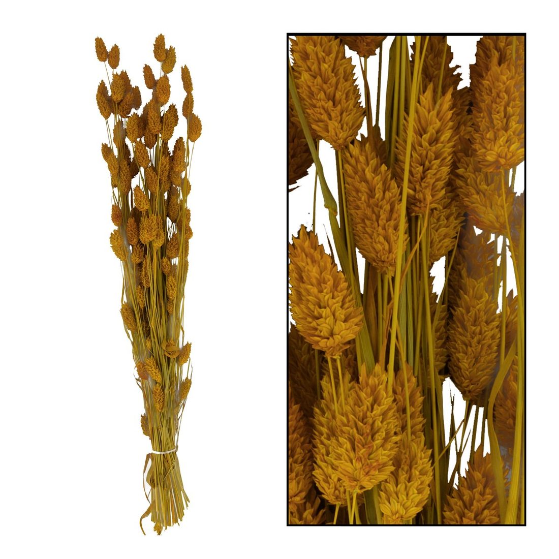 Droogbloem phalaris nature 76 x 14,5 x 7 cm 