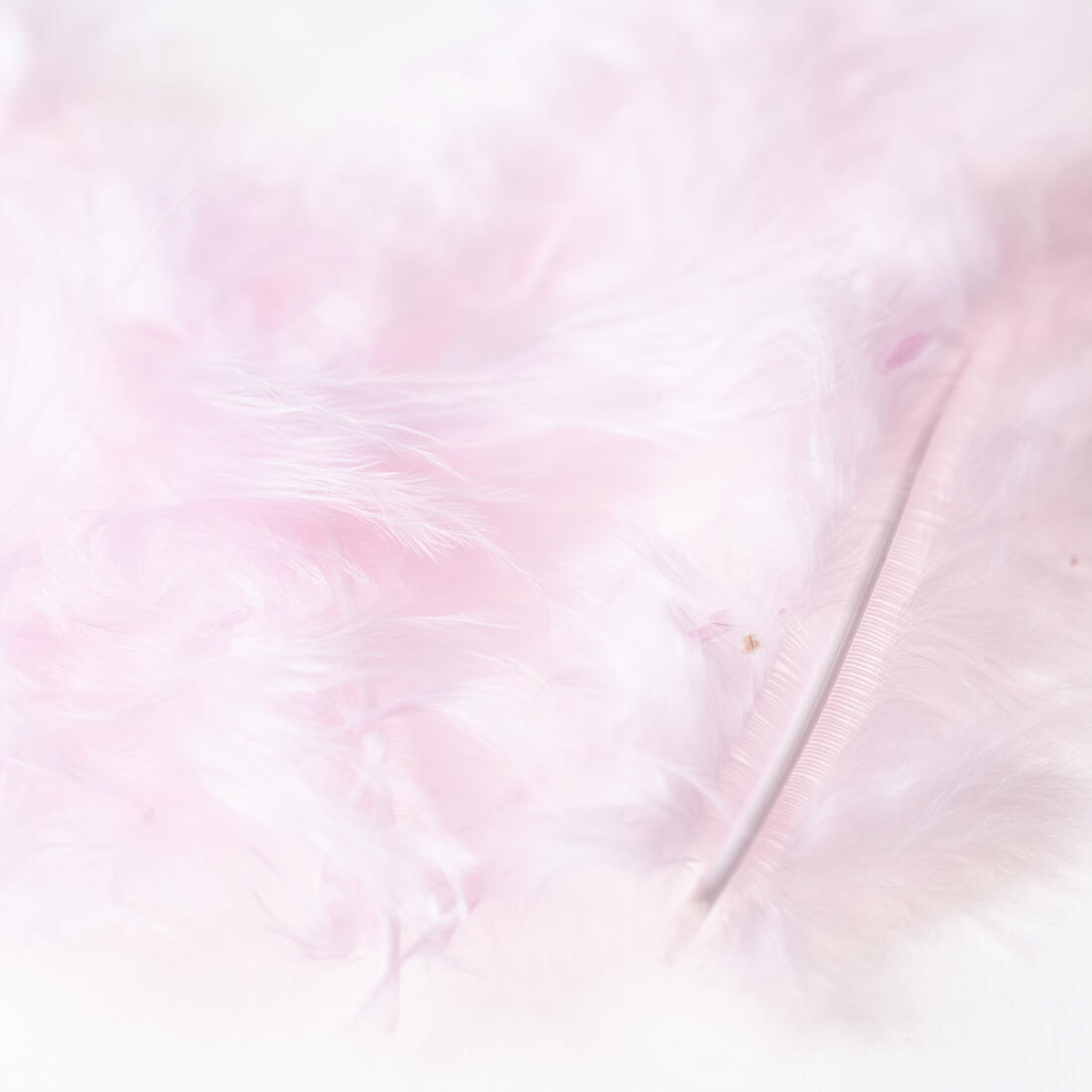 Deco veertje 10 stuks Deco veertje 10 stuks