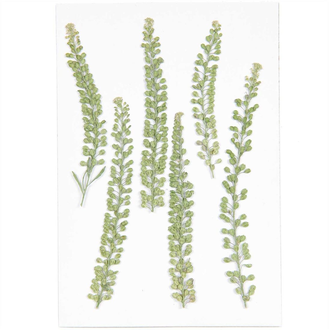 Geperste planten 6 stuks cresson