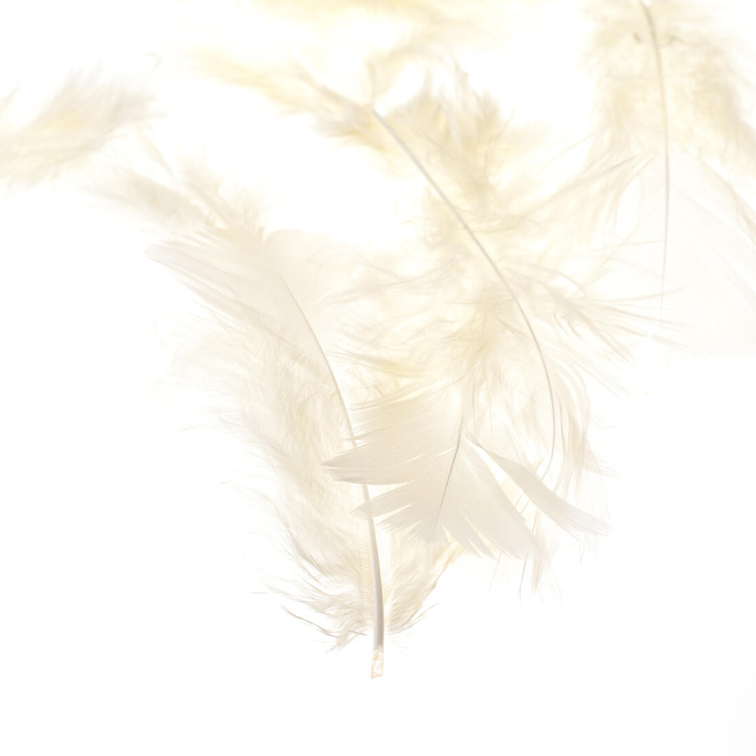 Pluim turckey 5 à 10 cm ca. 80 stuks Pluim turckey 5 à 10 cm ca. 80 stuks