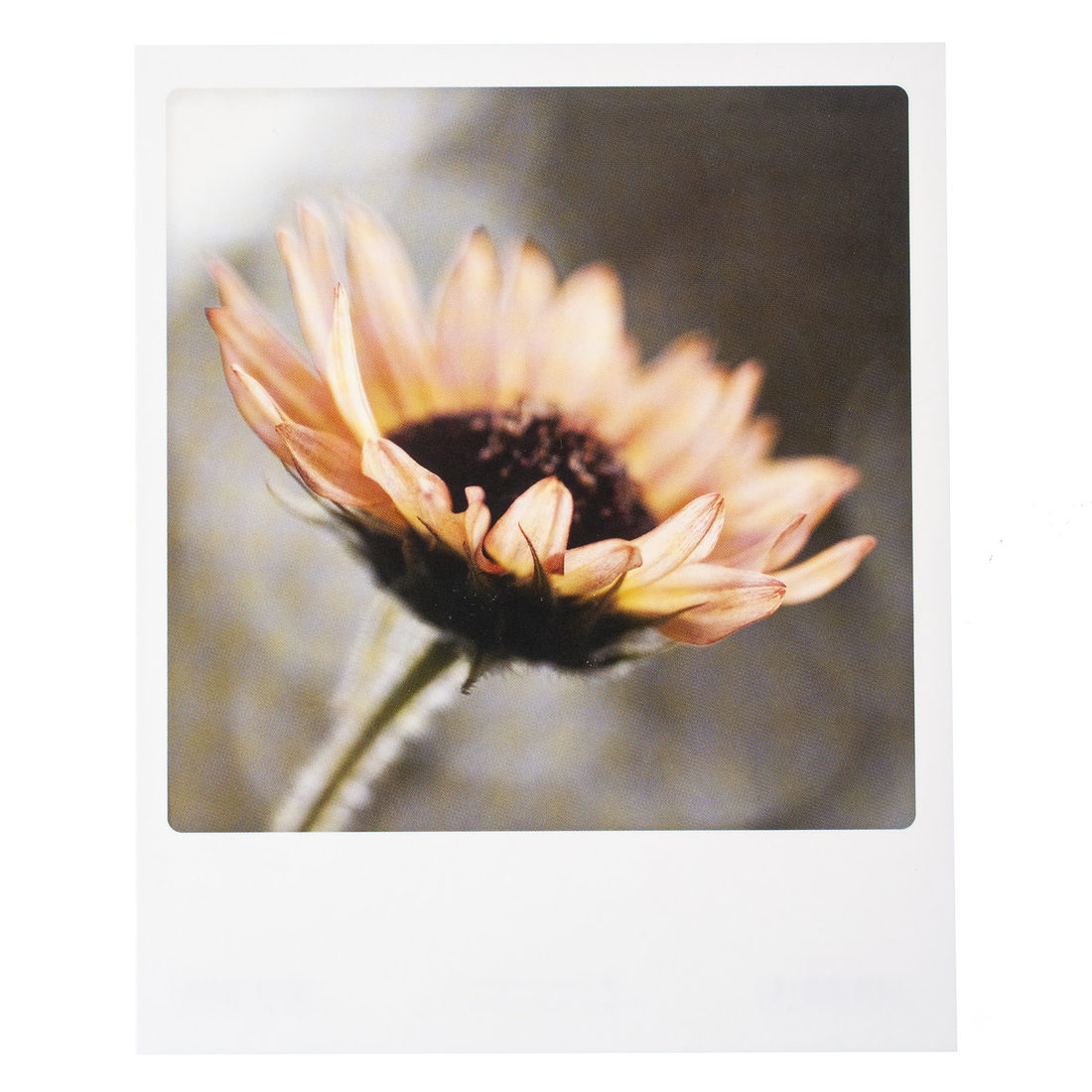 Postkaart - Bloem groot