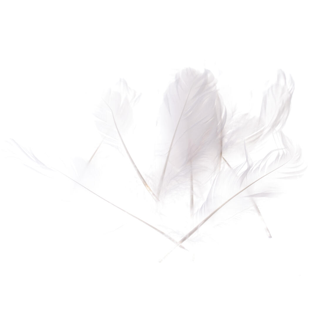 Pluim nageoires groot 15 cm ca. 25 stuks wit