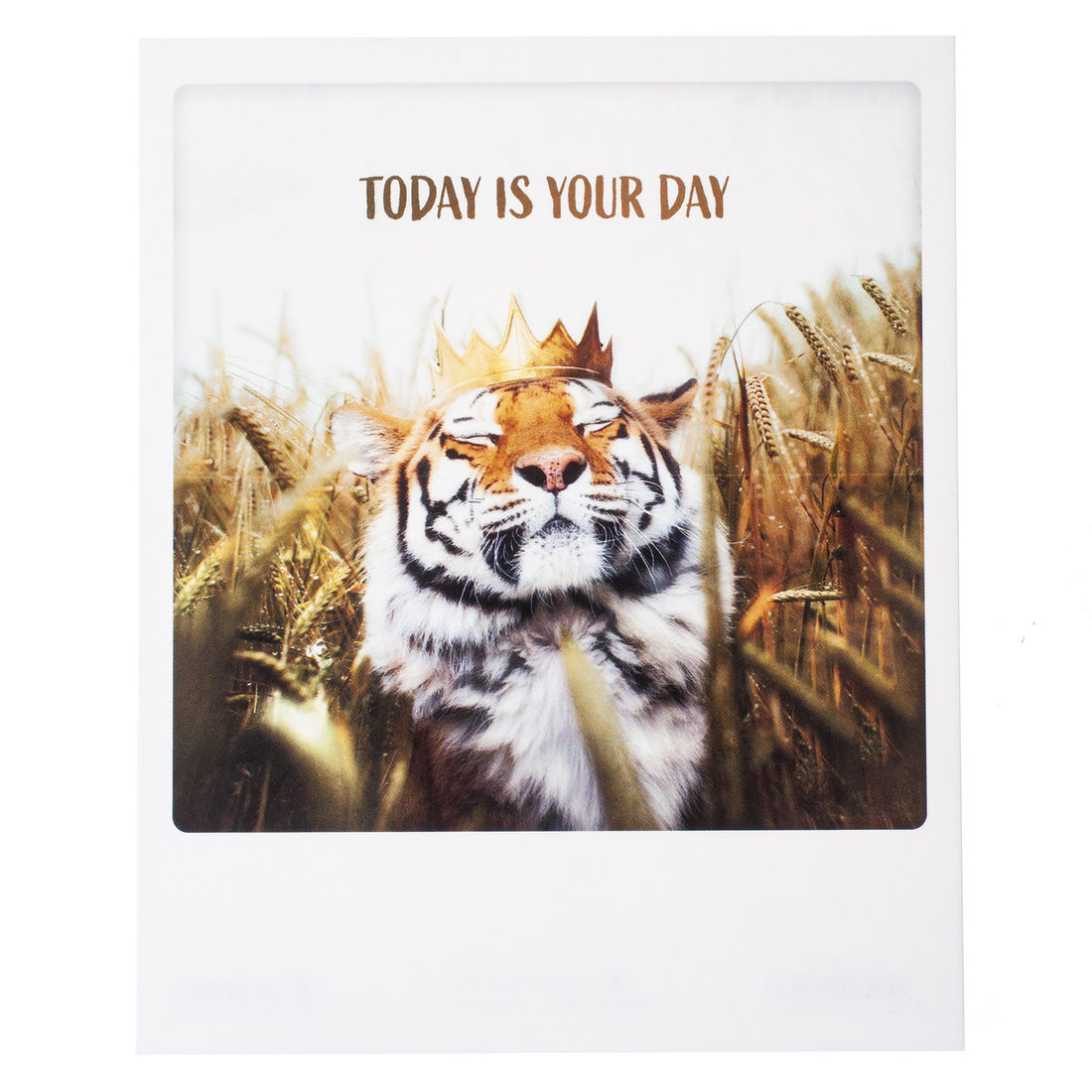 Postkaart - Today is Your Day