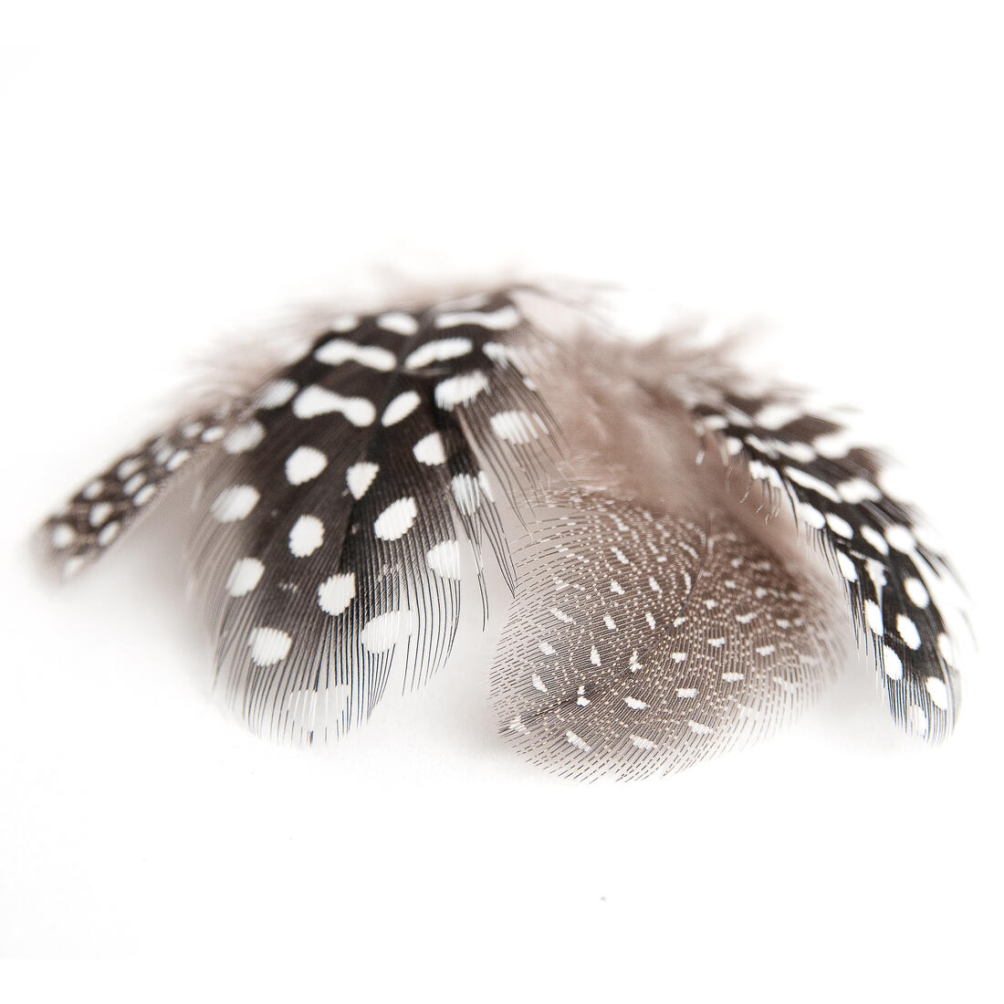 Pluim parelhoen ca. 100 stuks natuur Pluim parelhoen ca. 100 stuks natuur