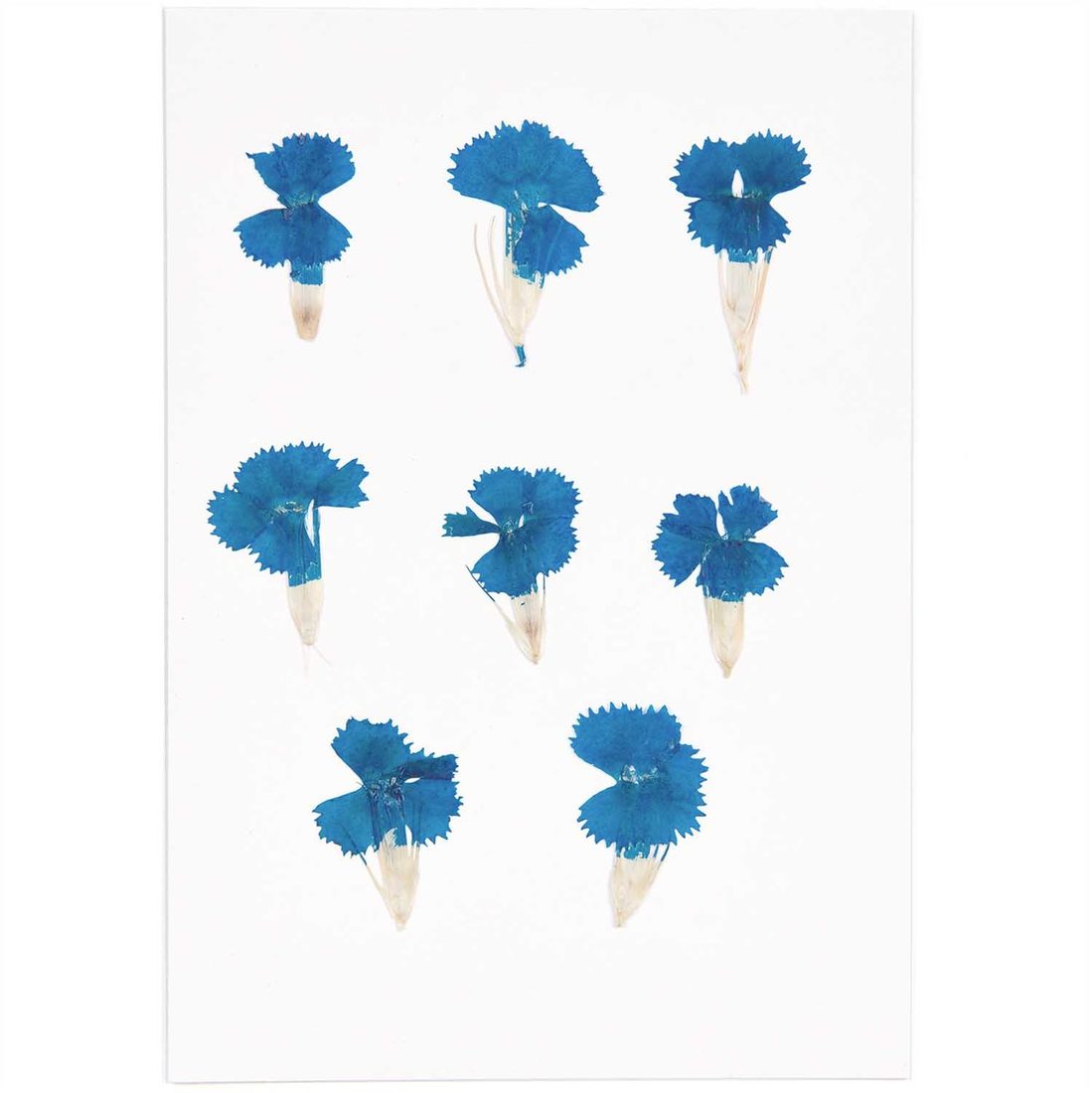 Geperste bloemen 6 stuks Chinese anjer blauw