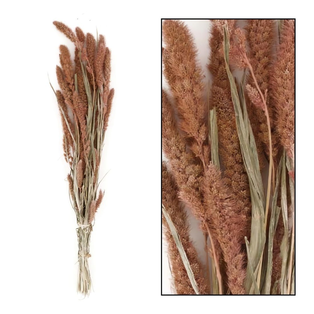 Droogbloem setaria nature 66 x 15 x 6 cm