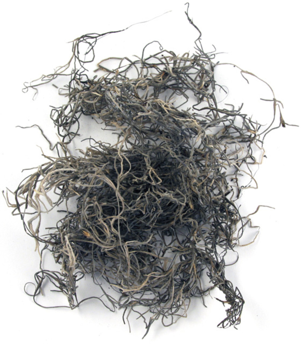 Tillandsia-mos 20 g natuur