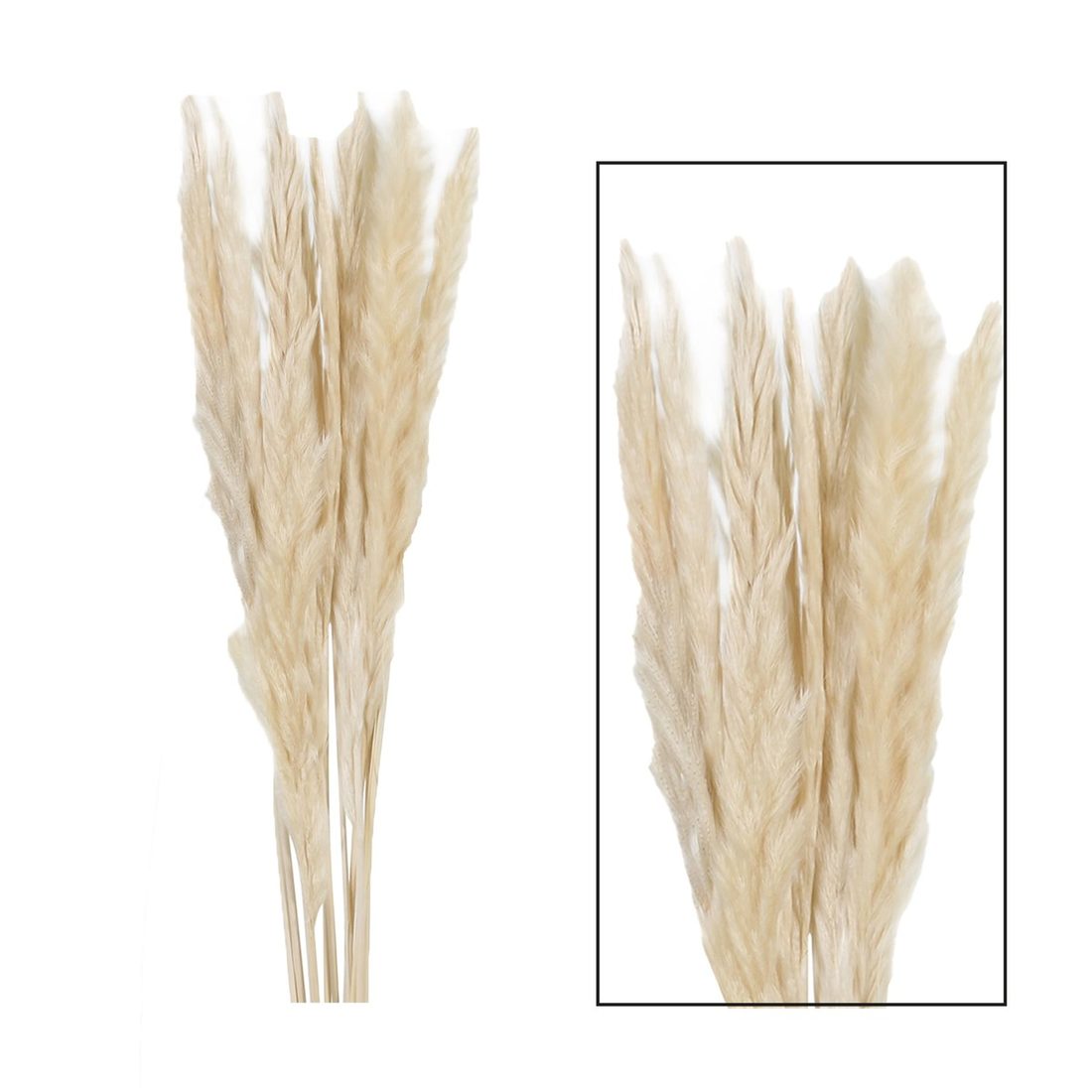 Droogbloem Pampas grass Mace nature 65-75 cm 10 stuks