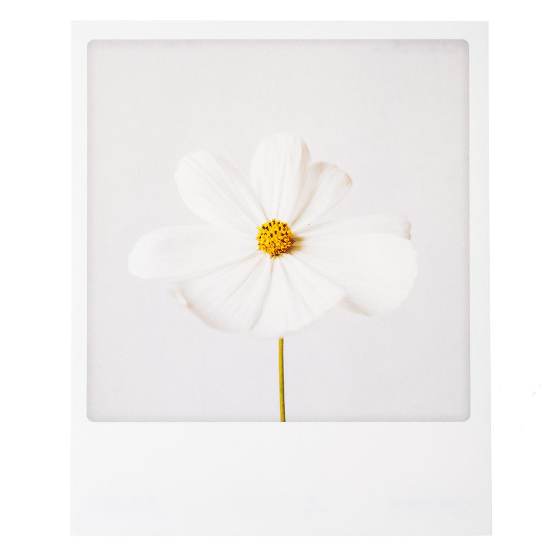 Postkaart - Bloem wit
