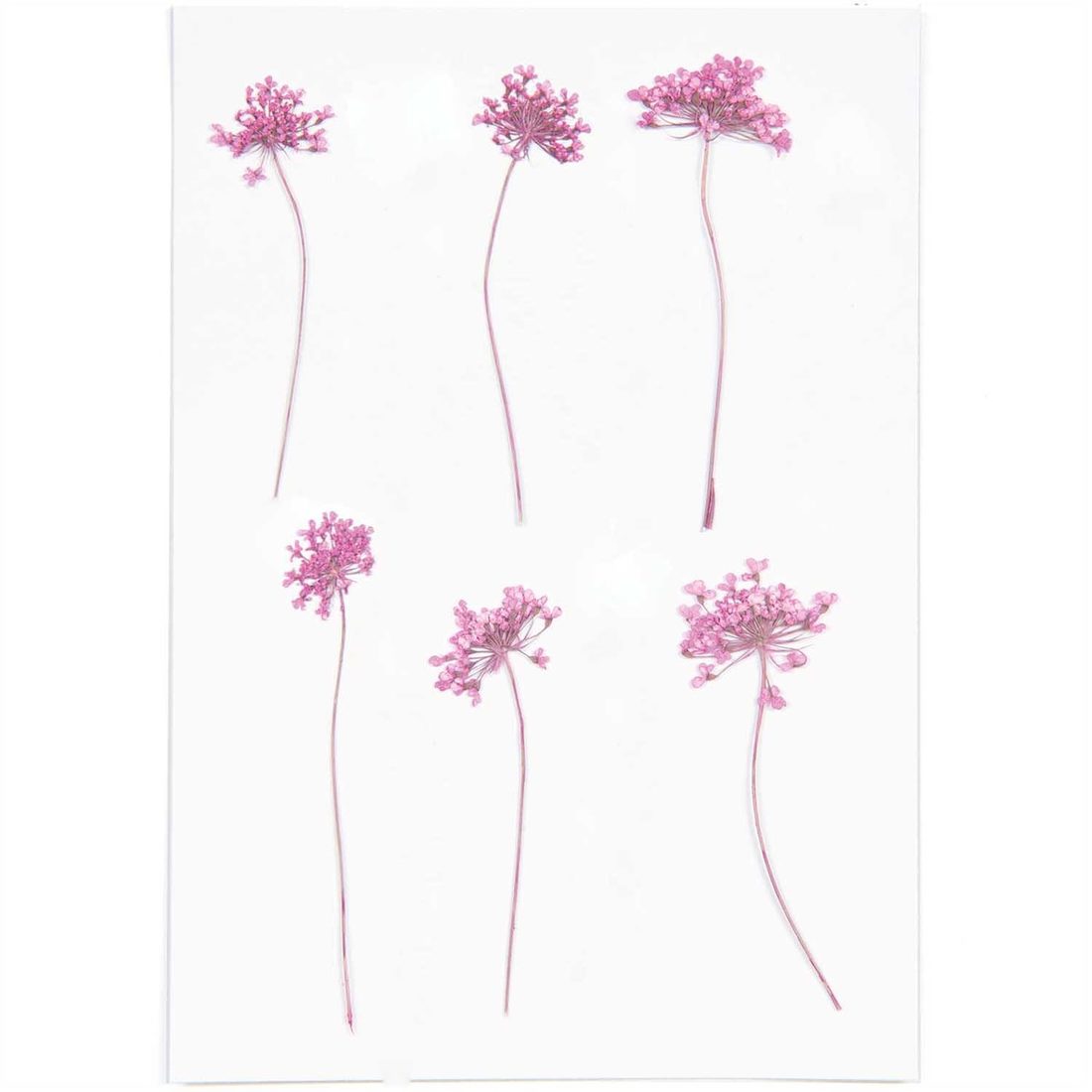 Geperste bloemen 6 stuks roze dille Geperste bloemen 6 stuks roze dille