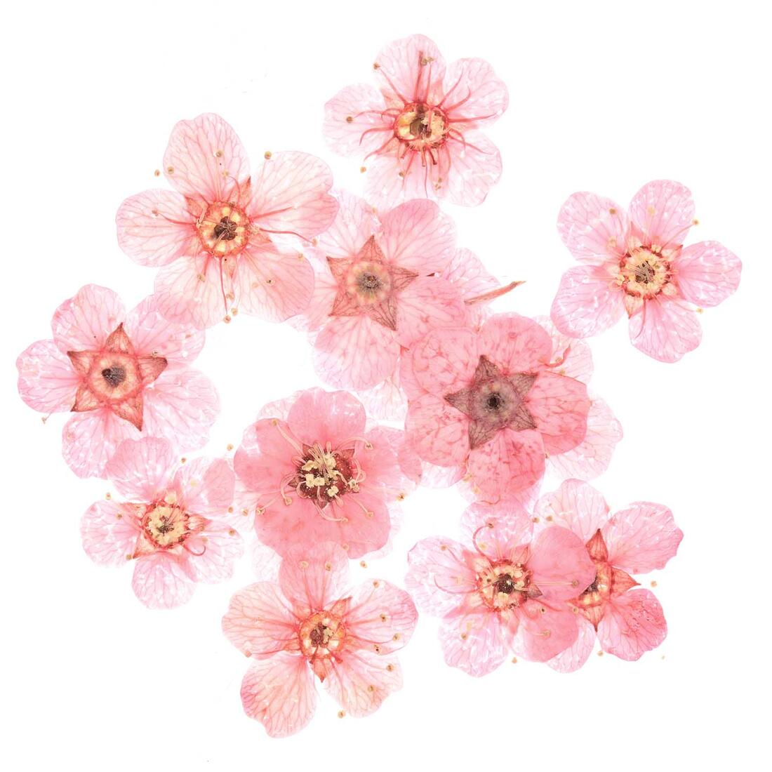 Vulmateriaal gedroogde bloemen roze 15 st