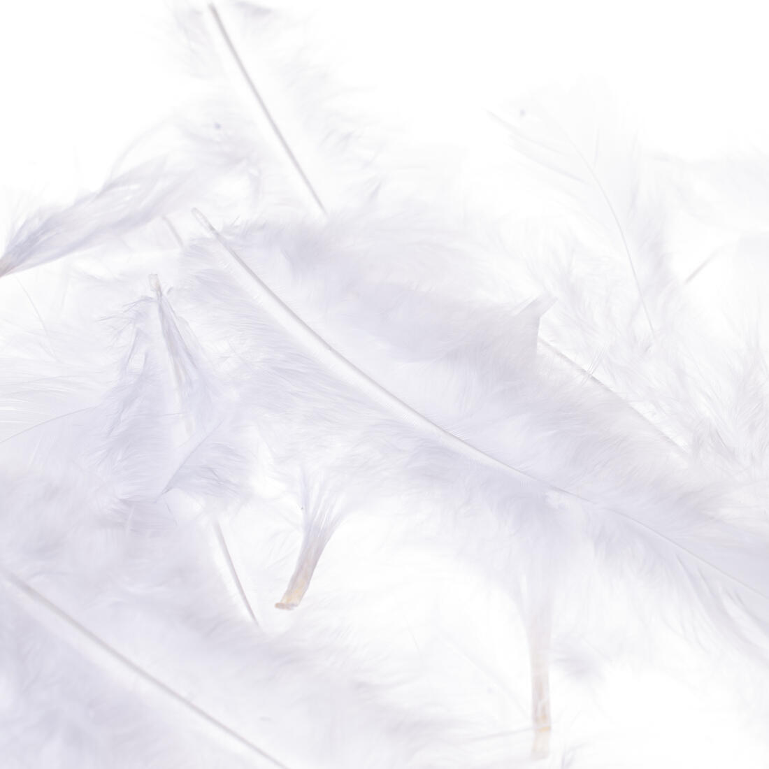 Pluim flats groot 15 cm ca. 60 stuks