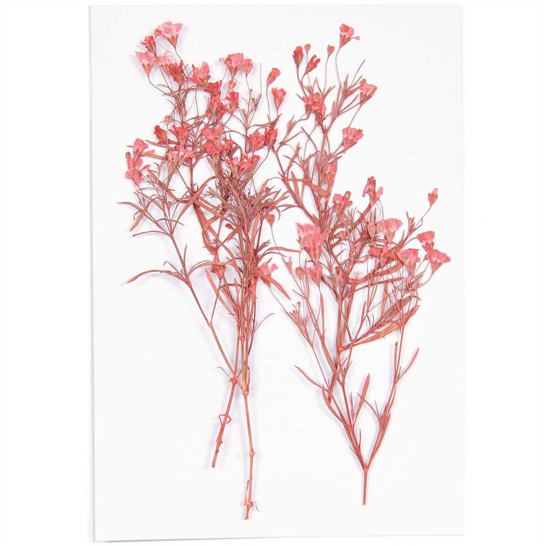 Geperste bloemen 4 stuks gipskruid rood