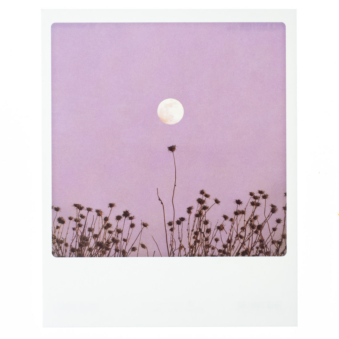 Postkaart - Bloemen met maan Postkaart - Bloemen met maan